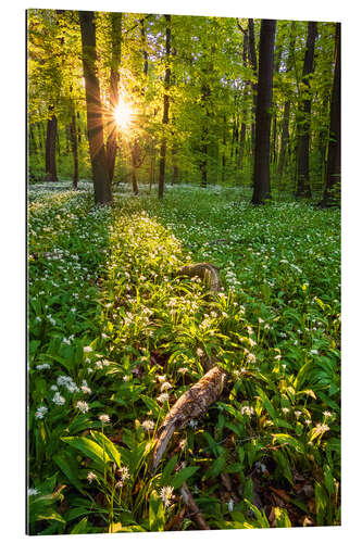 Galleriataulu Spring evening in the forest