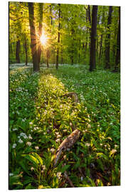 Magnettafel Frühlingsabend im Wald