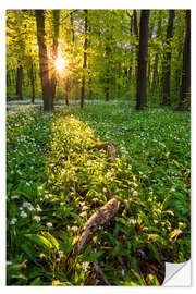 Naklejka na ścianę Spring evening in the forest