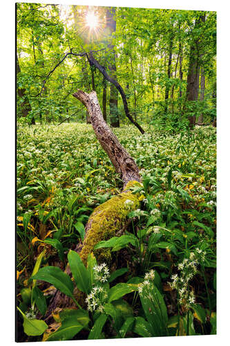 Alubild Frühling im Wald