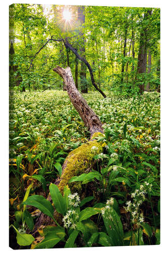 Canvas print Spring in the forest