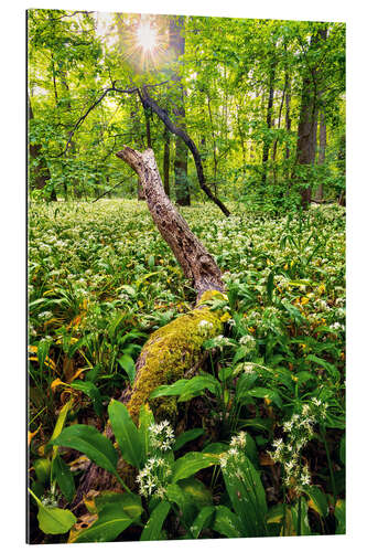 Galleritryk Spring in the forest