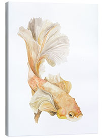 Canvas print Siamese fighting fish