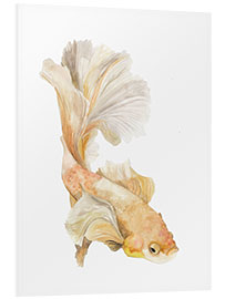 Foam board print Siamese fighting fish