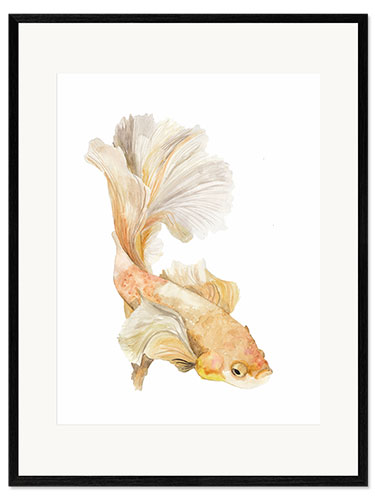 Ingelijste kunstdruk Siamese fighting fish