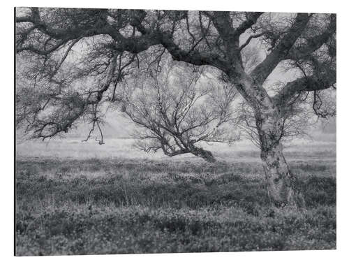 Aluminium print Trees in North Yorkshire, England