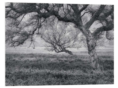 Foam board print Trees in North Yorkshire, England