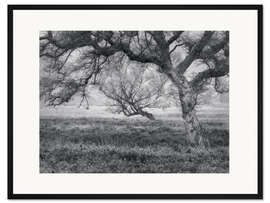 Gerahmter Kunstdruck Bäume am Moor