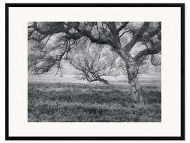 Plakat artystyczny premium w ramie Trees in North Yorkshire, England