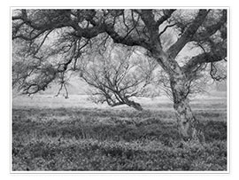 Poster Bäume am Moor