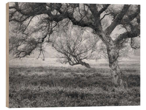 Wood print Trees in North Yorkshire, England