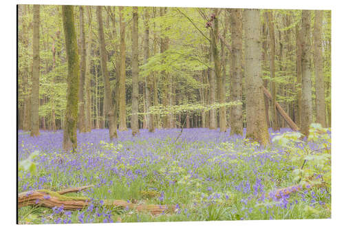 Aluminium print Sea of flowers in the spring forest