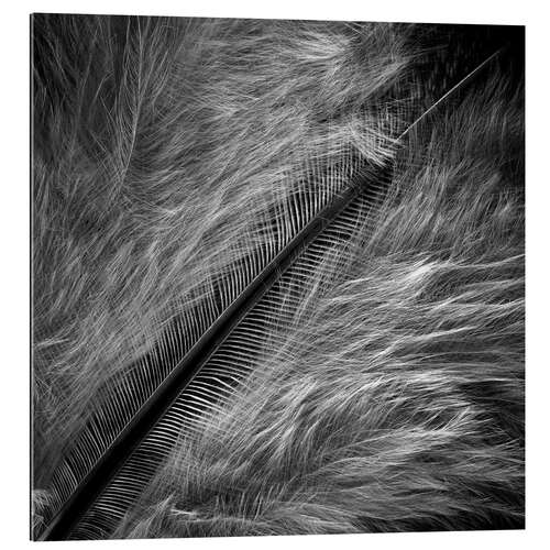 Gallery print Feather Detail