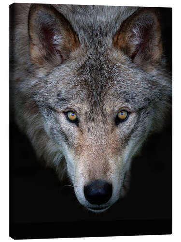 Canvas print Timberwolf