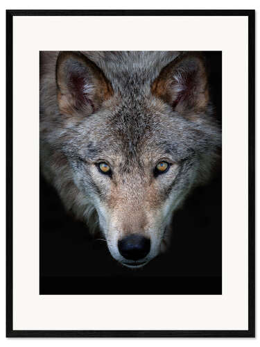 Framed art print Timberwolf