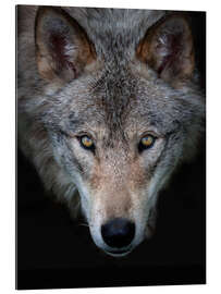 Gallery print Timberwolf