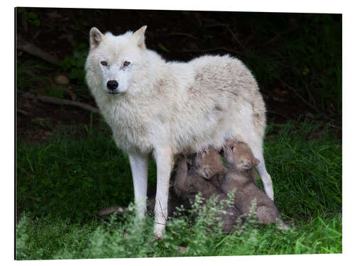 Aluminium print Wolf mother