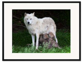 Gerahmter Kunstdruck Wolfsmutter