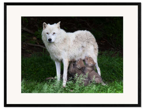 Gerahmter Kunstdruck Wolfsmutter