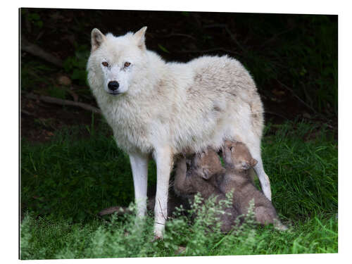 Galleritryk Wolf mother