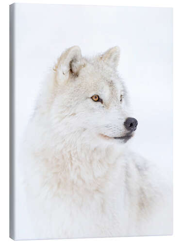 Canvas print Arctic wolf