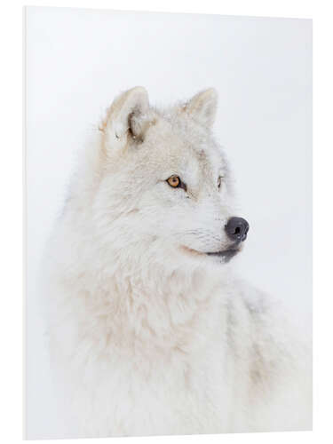 Foam board print Arctic wolf