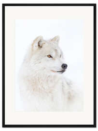 Gerahmter Kunstdruck Arktischer Wolf
