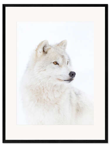 Gerahmter Kunstdruck Arktischer Wolf