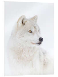 Galleritryk Arctic wolf