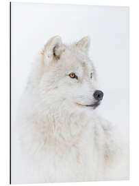 Magnettafel Arktischer Wolf