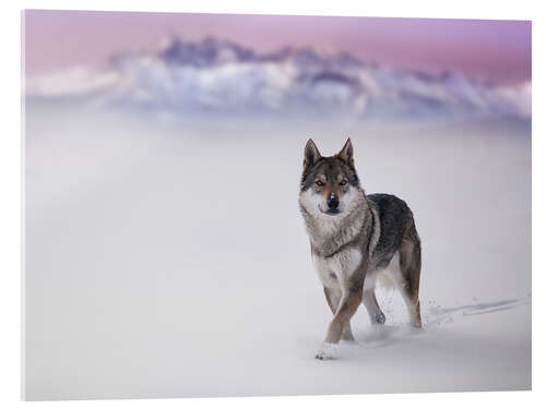 Akryylilasitaulu Wolf in the snow