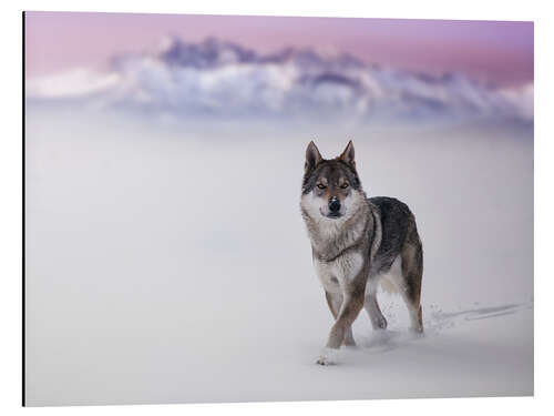 Aluminium print Wolf in the snow