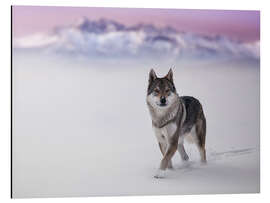 Tableau en aluminium Loup dans la neige