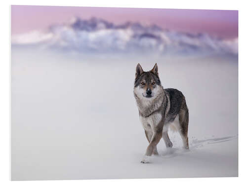 Stampa su PVC Lupo nella neve