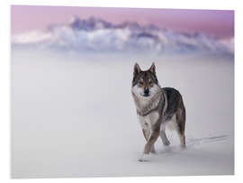 Foam board print Wolf in the snow