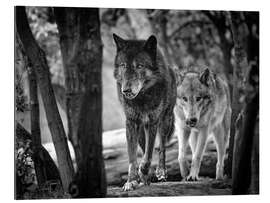 Gallery print Wolf trot