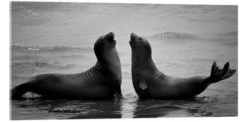 Akryylilasitaulu Seal game