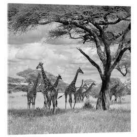 Akrylglastavla  Herd of giraffes - Ali Khataw