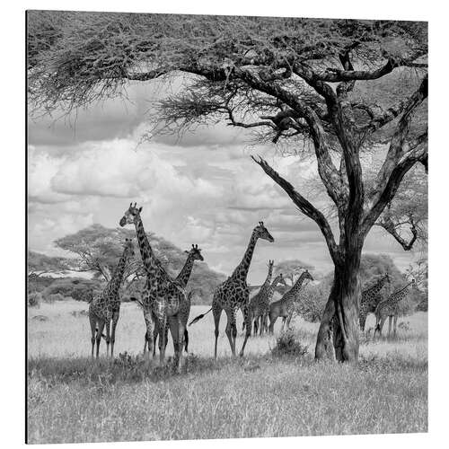 Print på aluminium Herd of giraffes