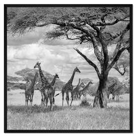 Gerahmter Kunstdruck Giraffenherde