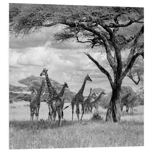 Foam board print Herd of giraffes