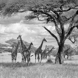 Magnettafel Giraffenherde