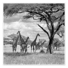 Poster Een kudde giraffen