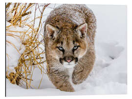 Aluminiumtavla Puma on the prowl