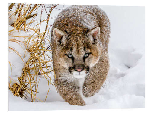 Gallery print Puma on the prowl