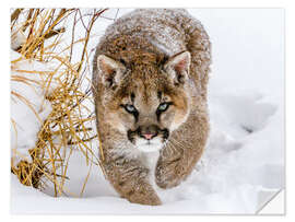 Wandsticker Puma auf der Pirsch