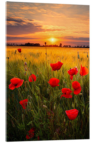 Acrylic print Summer evening