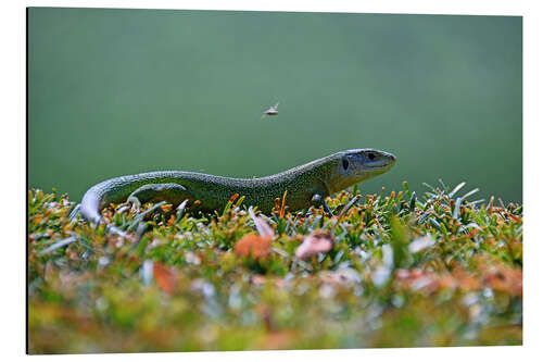 Tableau en aluminium Lézard vert