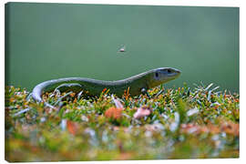 Quadro em tela Lagarto verde