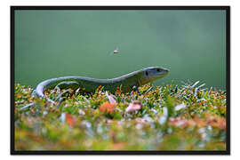 Gerahmter Kunstdruck Smaragdeidechse